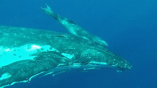 Mother humpback brings her newborn baby to inspect delighted swimmers