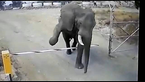 Elephant gracefully steps over boom barrier with ease