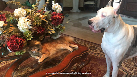 Funny Great Danes Check Out Cat In Halloween Lion Costume