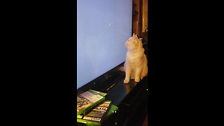 Playful Cat Hunts Down Loading Circle On Tv