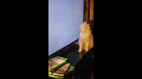 Playful Cat Hunts Down Loading Circle On Tv