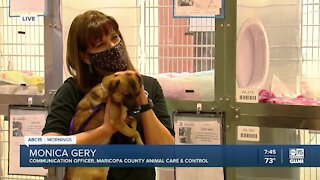 Valley animal shelter sees increase of people returning pets