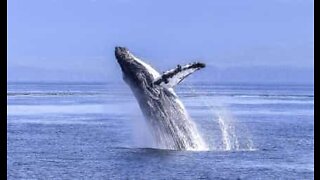 Baleines: séquence émotion