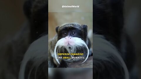 A Monkey with Moustache | Emperor Tamarin