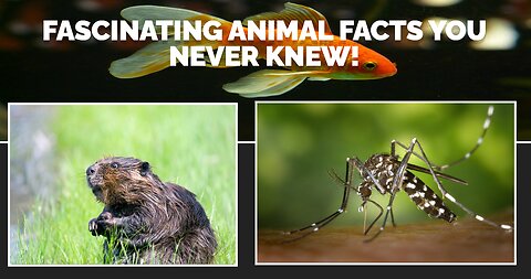 Fascinating Animal Facts You Never Knew! #rumble #nittygritty #facts