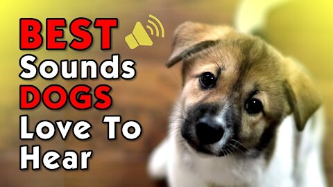 Best Sounds Your Dog Loves | Sounds that attract dogs