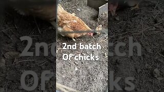 How Mama Hen Teaches Chicks