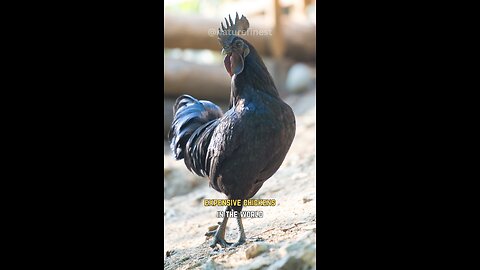 Ayam Cemani | Rare All Black Pricey Elegant Chicken
