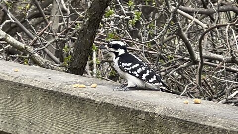 Hairy Wood Pecker