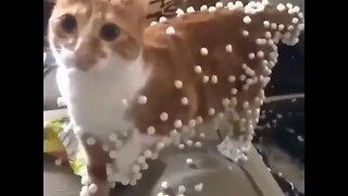 CAT VIDEO