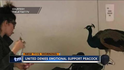 Woman denied taking an "emotional support peacock" on United Airlines flight