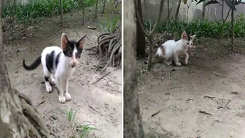Two baby little cat say fight