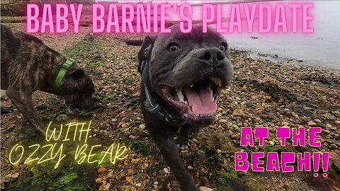 Blue Staffy puppy Barnie joins Ozzy at the beach