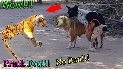 Wow Nice Fake Tiger Prank Dog no runs new funny video March 2021