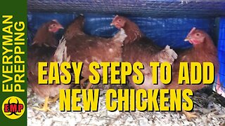 Watch This BEFORE Adding New Chickens - How To Introduce New Chickens To Your Flock