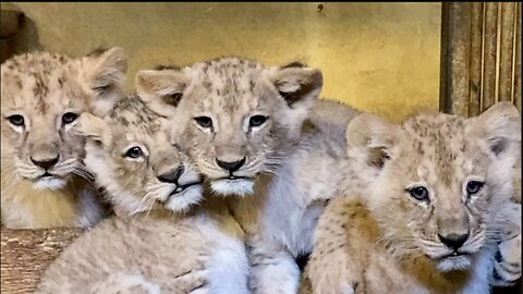 Cute 04 Babies Lion Cubs .