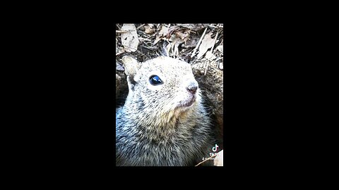 Dead squirrel | Nature Photography | Part 2