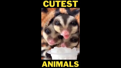 😍Funny and Cute Animal Videos 🔴😍🥰 Super Cute Animals Compilation #13