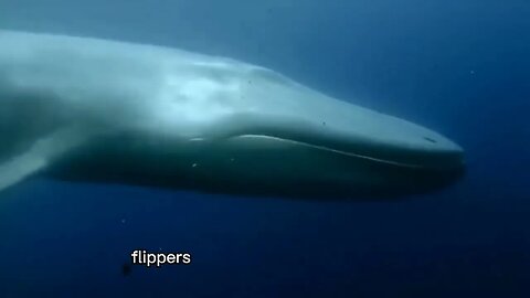 blue whale 🐋 heart size is bigger than a car OMG