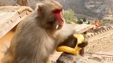 The monkey stole the bananas
