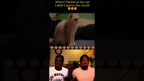 When i fartedat my cat- i didn't guess the results|entertainment for cats|popular cat videos|shorts