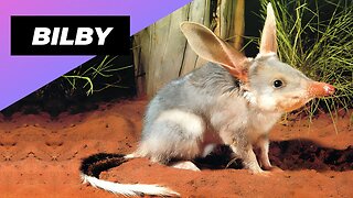Bilby 🐀 One Of The Cutest And Most Exotic Animals In The World #shorts
