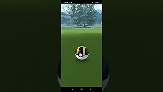 Pokémon GO-Shiny Holiday Ribbon Cubchoo
