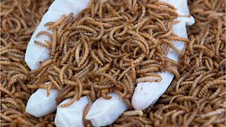 The EU has just authorised insect-based food for humans