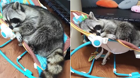 Drowsy raccoon slowly falls asleep in baby rocker
