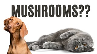 Unlocking the POWER of Functional MUSHROOMS for Pets with REAL MUSHROOMS