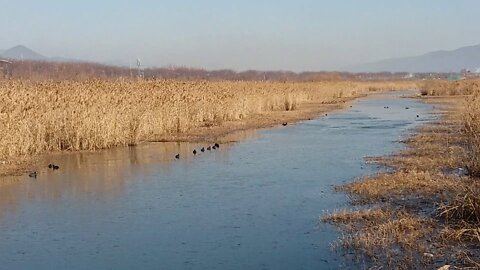 winter birds moving in a row.