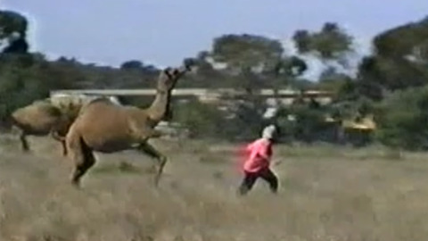 Wild Video: Camel Kicks And Chases Woman