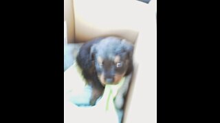 Baby Long Haired Rottweiler Damian