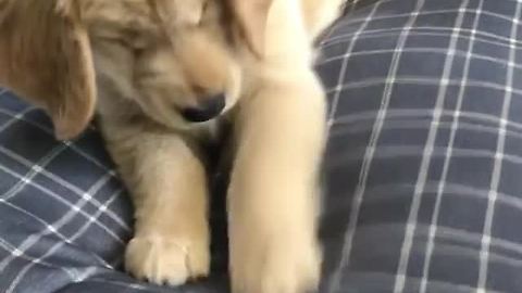 Golden Retriever Puppy Totally Baffled By Ice Cube
