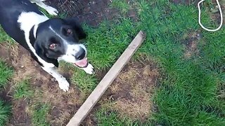 Could You Find A Smaller Stick