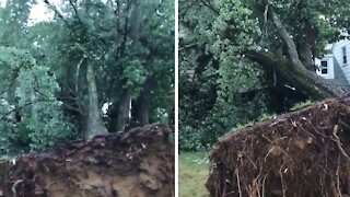 Massive tree completely uprooted after tornado in Annapolis
