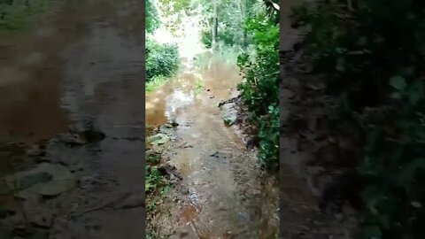 Farmer Searching for Turtles In Wild Stream 🐟 #shorts