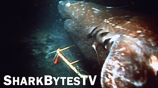 Giant Submarine Sized Shark Caught on Video by Japanese Vessel - Shark Bytes TV Episode 2