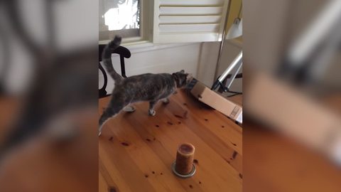 "Cats Are Jerks: Funniest Clips of Cats Destroying Things"