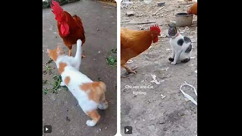 funniest animals cat 🐈 and chicken 🐔 #shorst