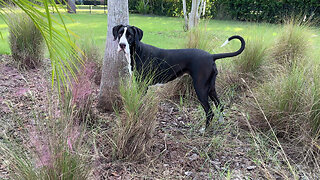 Funny Great Dane Loves To Bounce In the Garden Grasses