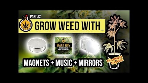 NorbzWorld: How to Grow Weed w Magnets + Music + Mirrors Experiment [11.10.2021]
