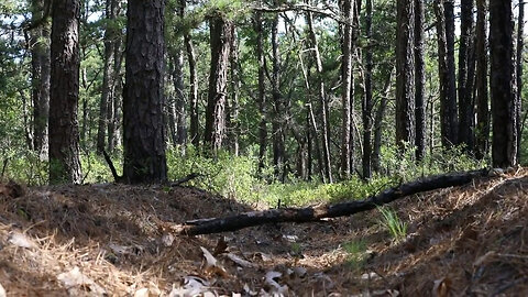 Army Field Band trains in the woods