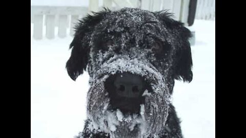 Dog sees snow for first time and loves it!