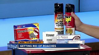 Ask the Expert: Getting rid of roaches