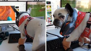 Gamer dog is ready for the weekend
