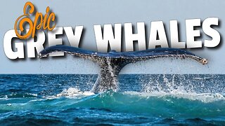 Epic Grey Whales Moments Captured On Video