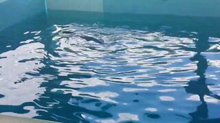 Winter the Bottlenose Dolphin from Dolphin Tale 1 and 2