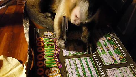 Talented monkey learns to write with a pen