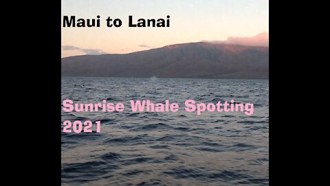 Whale calf learning to tail slap - Maui sunrise